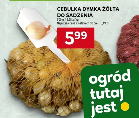 Cebulka dymka żółta do sadzenia promocja w Stokrotka