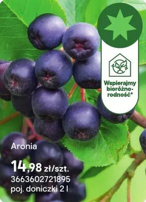 Sadzonka Aronia promocja w Castorama
