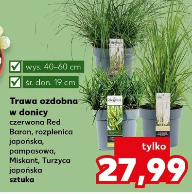 Trawa ozdobna w donicy Miskant promocja w Kaufland