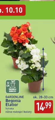 Begonia Elatior Gardenline promocja w Aldi