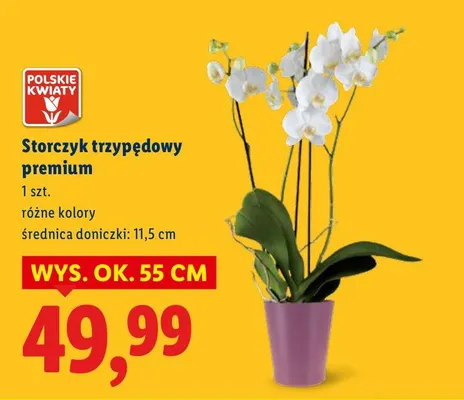 Storczyk trzypędowy premium promocja w Lidl