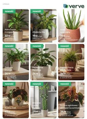Aloes zwyczajny promocja w Castorama