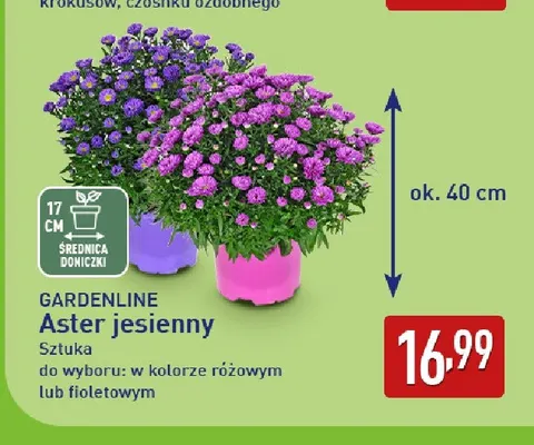 Aster jesienny różowy Gardenline promocja w Aldi