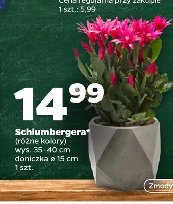 Schlumbergera promocja w Netto