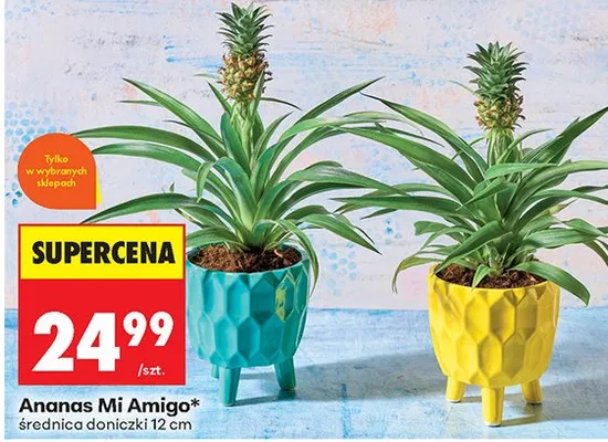 Ananas Mi Amigo w doniczce średnica 12cm promocja w Biedronka