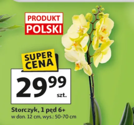 Storczyk, 1 pęd 6+ promocja w Auchan