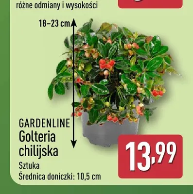 Golteria chilijska Gardenline promocja w Aldi