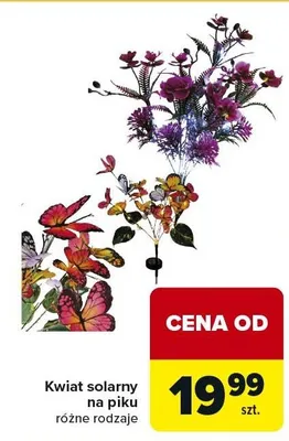 Kwiat solarny na piku różne rodzaje promocja w Carrefour