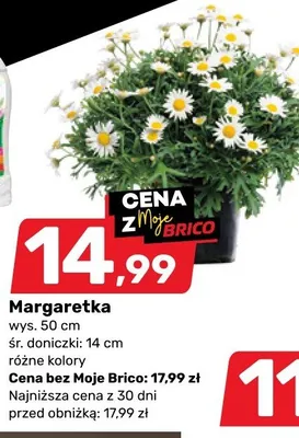 Margaretka wys. 50cm śr. doniczki 14cm różne kolory promocja w Bricomarche