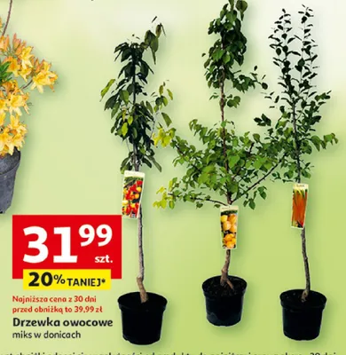 Drzewka owocowe miks w donicach promocja w Auchan
