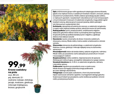 Krzew ozdobny na pniu glediczja wys. 80 cm poj. doniczki 5 l promocja w Bricomarche