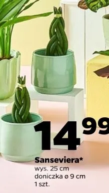 Sansevieria promocja w Netto