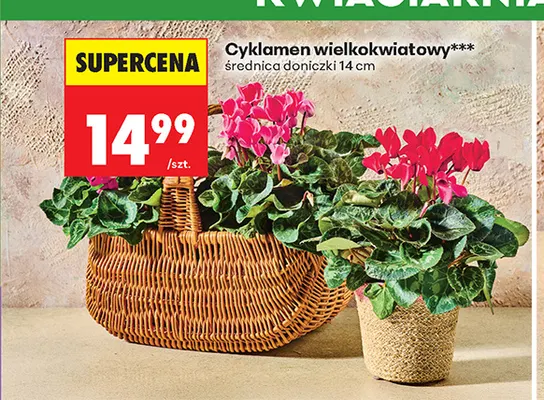 Cyklamen wielkokwiatowy promocja w Biedronka