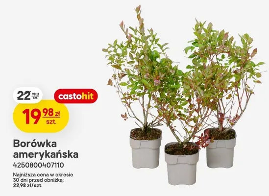 Borówka amerykańska promocja w Castorama