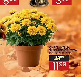 Chryzantema średniokwiatowa doniczka 17 cm promocja w Wafelek
