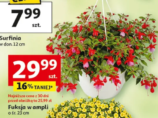 Fuksja w ampli promocja w Auchan