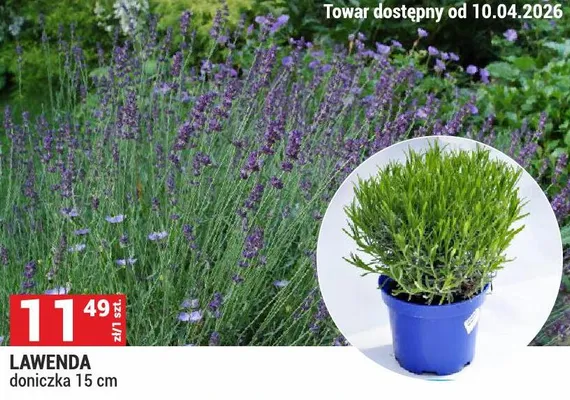 Lawenda promocja w Merkury Market