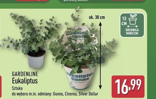 Eukaliptus Gardenline promocja w Aldi