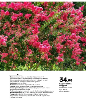 Krzew Lagerstremia indyjska promocja w Bricomarche