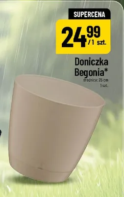Doniczka Begonia 25 cm promocja w POLOmarket