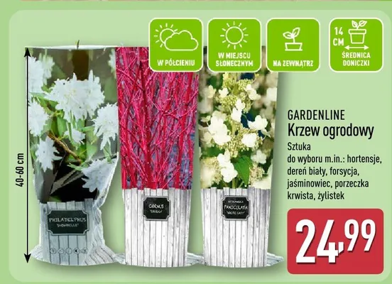 Krzew ogrodowy promocja w Aldi