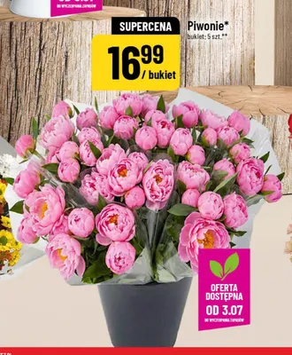 Piwonie promocja w POLOmarket
