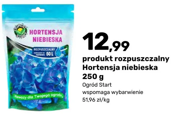 Hortensja niebieska promocja w Bricomarche