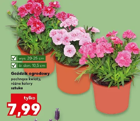 Goździk ogrodowy pachnące kwiaty, różne kolory promocja w Kaufland