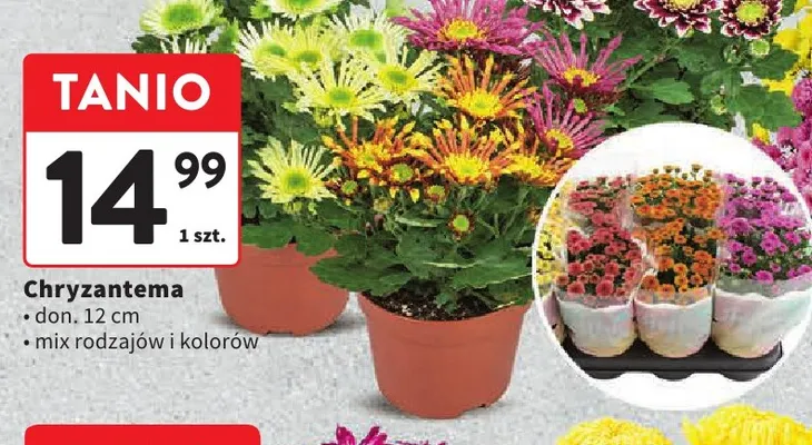 Chryzantema don. 12 cm promocja w Intermarche