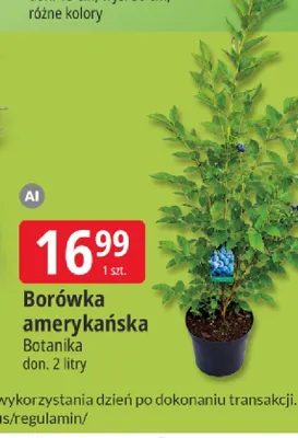 Borówka amerykańska Botanika promocja w Leclerc