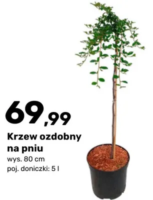 Krzew ozdobny na pniu promocja w Bricomarche