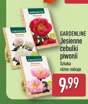 Jesienne cebulki piwonii Gardenline promocja w Aldi