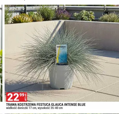 Trawa kostrzewa Festuca Glauca Intense Blue promocja w Merkury Market