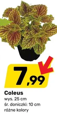 Coleus wys. 25cm śr. doniczki 10cm promocja w Bricomarche