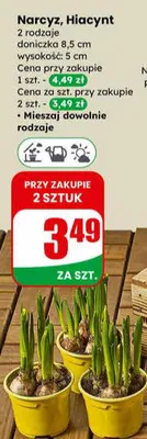 Narcyz, Hiacynt 2 rodzaje doniczka 8.5cm promocja w Dino