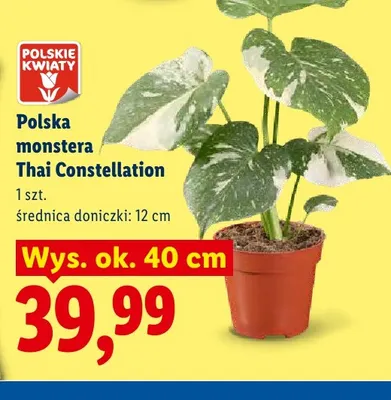 Monstera Thai Constellation Polskie Kwiaty promocja w Lidl