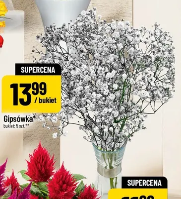 Gipsówka promocja w POLOmarket