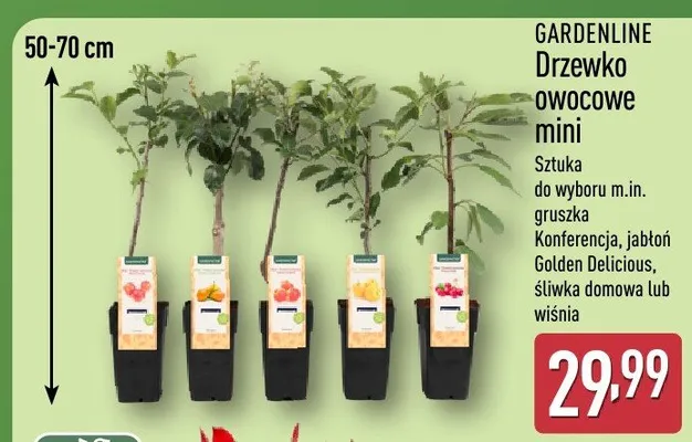 Drzewko owocowe mini sztuka do wyboru m.in. gruszka Konferencja, jabłoń Golden Delicious, śliwka domowa lub wiśnia promocja w Aldi