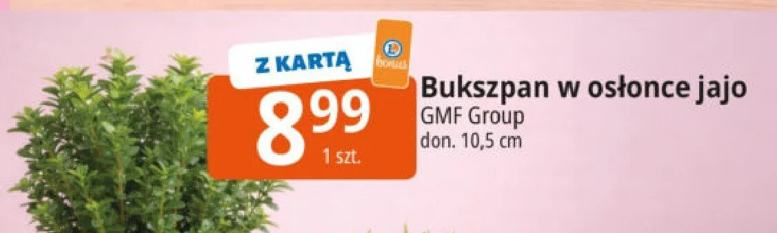 Bukszpan w osłonce jajo GMF Group promocja w Leclerc