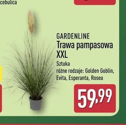 Trawa pampasowa Xxl Golden Goblin Gardenline promocja w Aldi