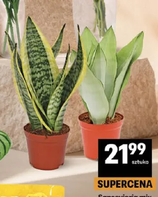 Sansevieria mix promocja w Delikatesy Centrum