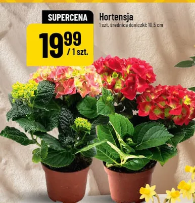 Hortensja promocja w POLOmarket