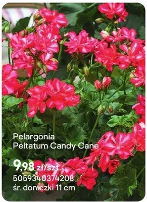 Pelargonia Peltatum Candy Cane promocja w Castorama