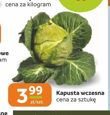 Kapusta wczesna promocja w Społem Częstochowa