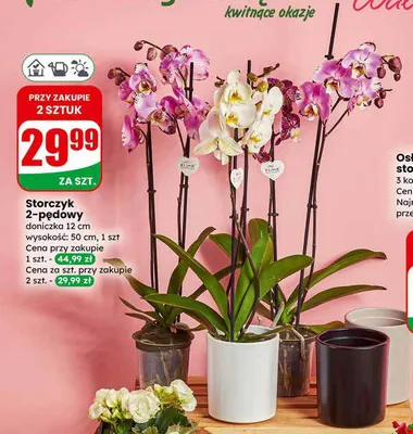 Storczyk 2-pędowy Dino promocja w Dino