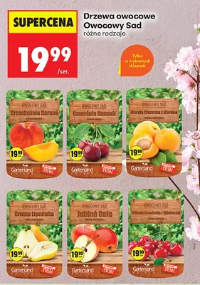 Drzewa owocowe różne rodzaje promocja w Biedronka