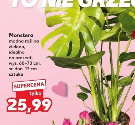 Monstera modna roślina zielona promocja w Kaufland