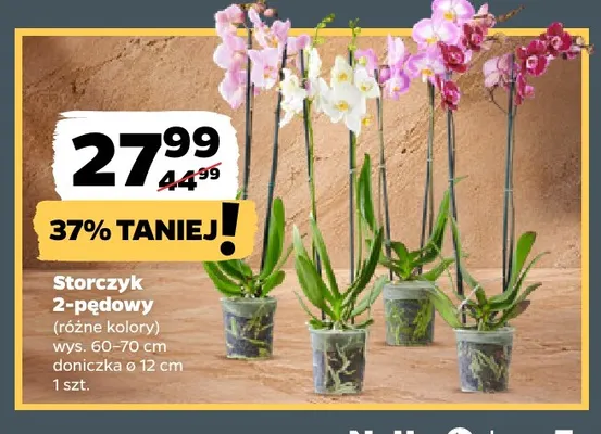 Storczyk 2-pędowy promocja w Netto