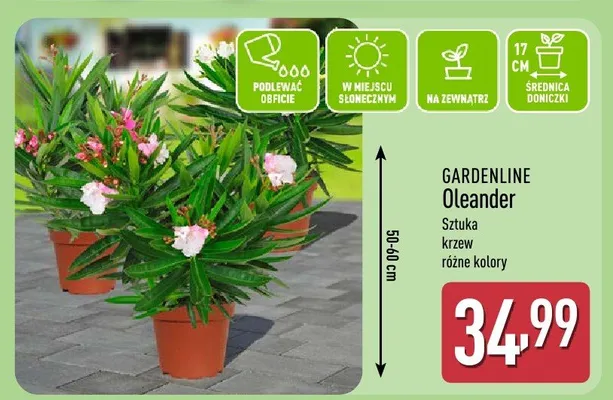 Oleander promocja w Aldi
