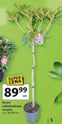 Krzew rododendronu na pniu promocja w Auchan